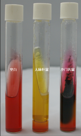 VRBA內(nèi)的紅色小菌落，有可能是沙門氏菌？