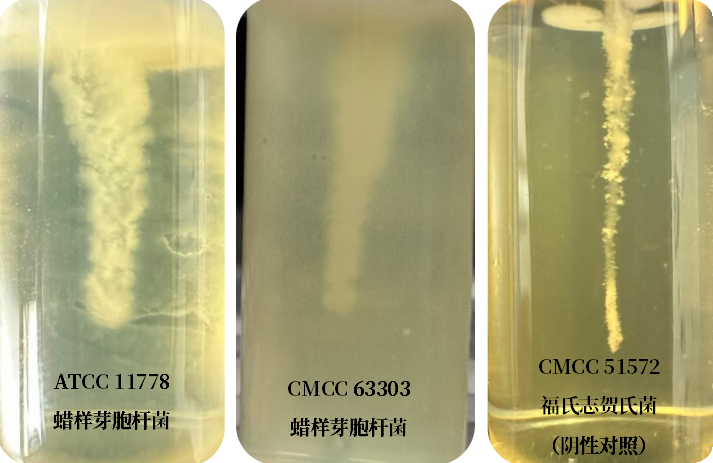 誰是芽胞桿菌中的“運動健將”？