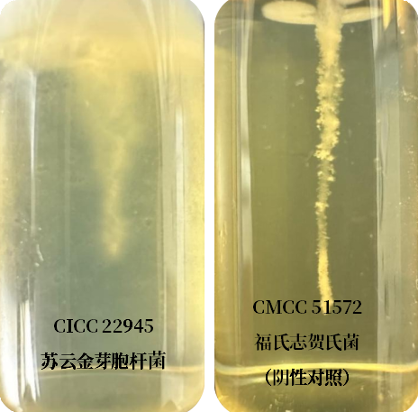 誰是芽胞桿菌中的“運動健將”？